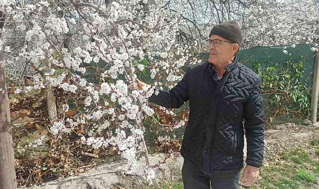 Kayısı üreticileri zirai don tehlikesiyle karşı karşıya