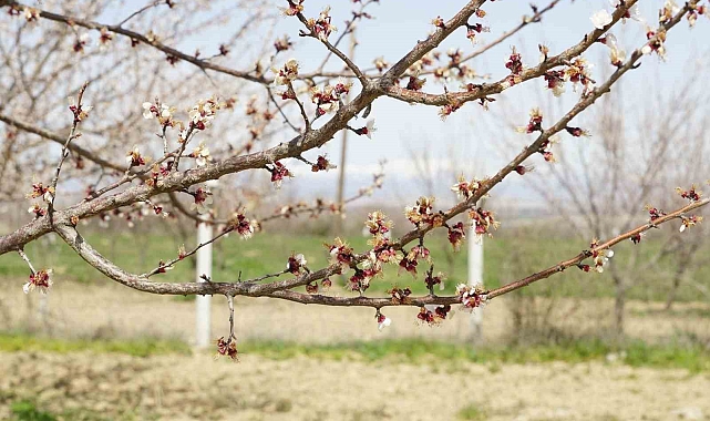 Malatya'da zirai dondan etkilenen kayısıda zarar büyük