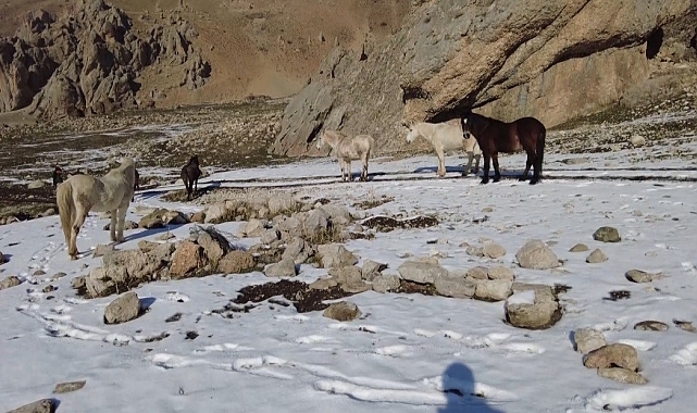 Munzur Dağlarındaki yılkı atları görüntülendi