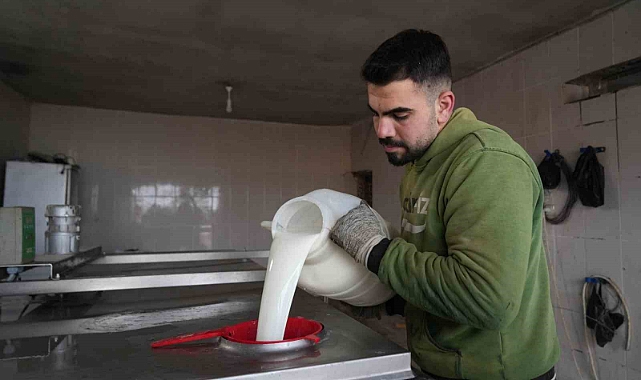 Muşlu girişimci 130 büyükbaş hayvan ile günlük 1 ton süt üretiyor