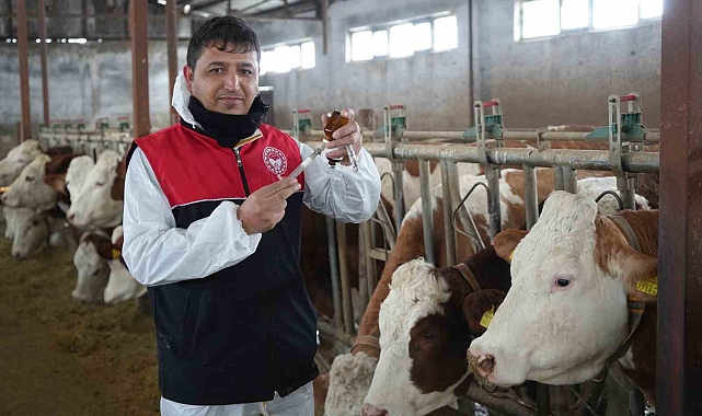 Muş'ta büyükbaş hayvanlar için aşılama çalışmaları devam ediyor