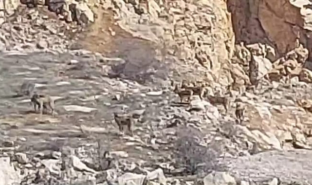 Nesli tehlike altında olan onlarca yaban keçisi sürü halinde görüntülendi