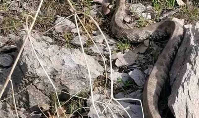 Şemdinli'de engerek yılanı görüntülendi
