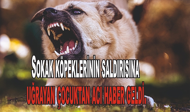 Sokak Köpeklerinin Saldırısına Uğrayan 2 Yaşındaki Çocuk Hayatını Kaybetti