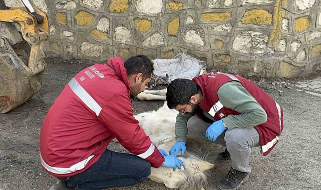 Van'da açlık ve yorgunluktan yere yığılan katır hayata tutundu