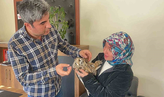 Yaralı baykuş Van'da koruma altına alındı