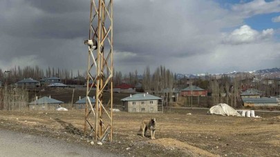 Van’da köpeklerden kaçan kedi saatlerce direkte bekledi