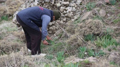 Dağlarda çiriş otu bereketi