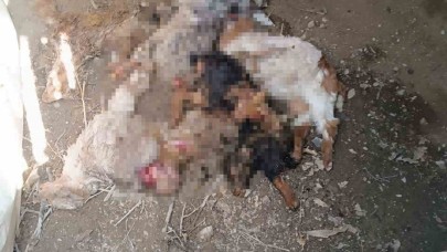 Van’da ahıra giren ayı, 20 keçiyi telef etti