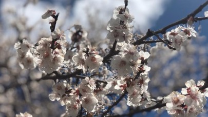 Kayısı ve meyve ağaçlarının ilkbahar ilaçlaması