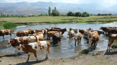 60 bin TL maaşla çoban bulunamıyor