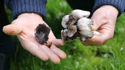 Doğadan toplanan Mantarlar Zehirli Olabilir