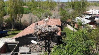 Elektrik direğinin tepesindeki yuva, leylek ailesine 22 yıldır ev sahipliği yapıyor