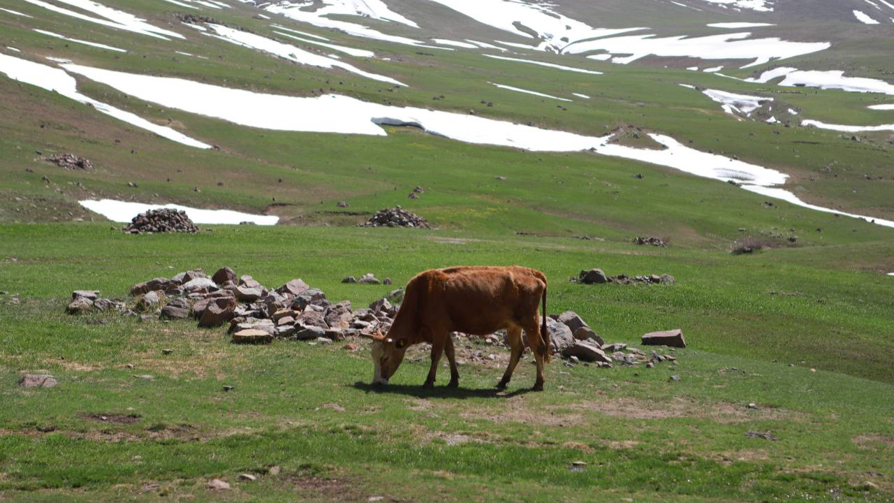 Ağrı’da havalar ısındı, hayvanlar meralara çıkarıldı