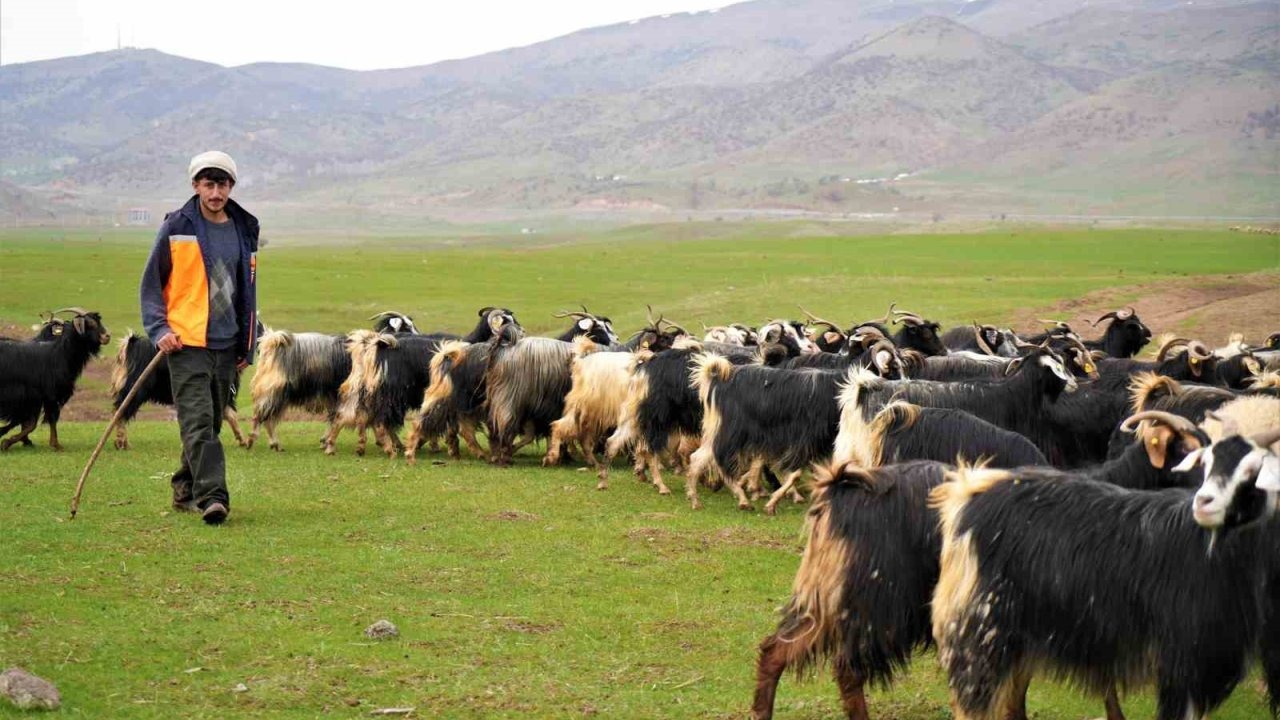 İlkbaharın gelmesiyle 1 milyon hayvan meraya çıkarıldı
