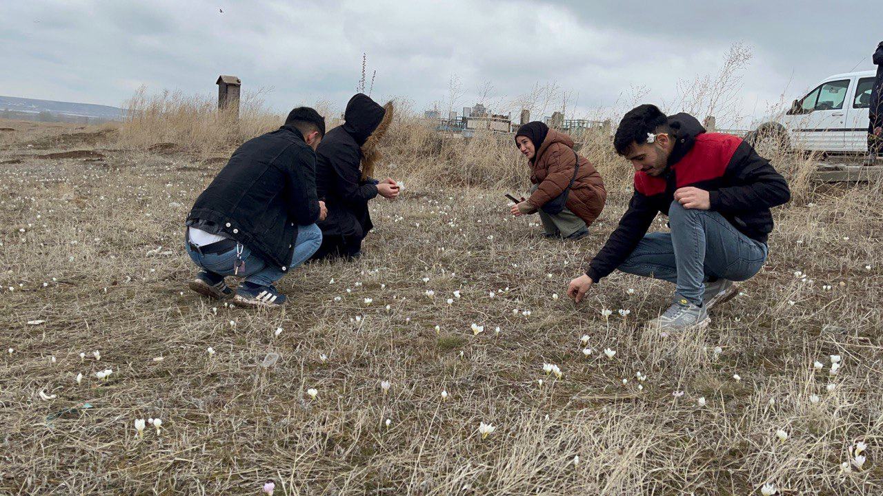 Ağrı’da bahar geldi, kardelenler çiçek açtı (Videolu Haber)