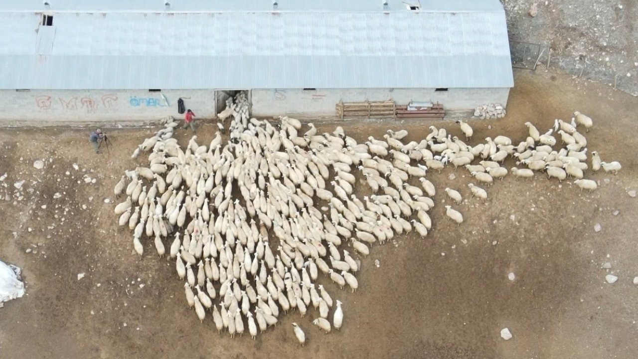 Erzincan’da koyun ve kuzuların coşkulu buluşması havadan görüntülendi