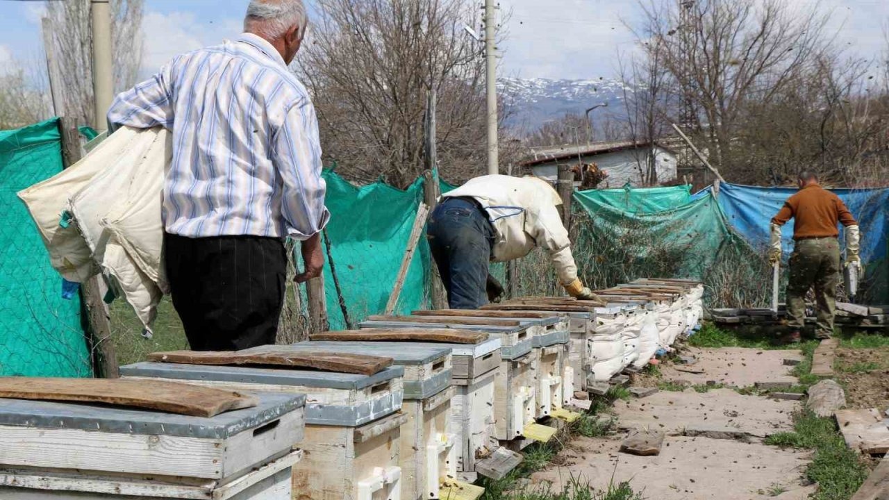 Erzincan’da kıştan çıkan bal arıları açan çiçeklerle buluştu