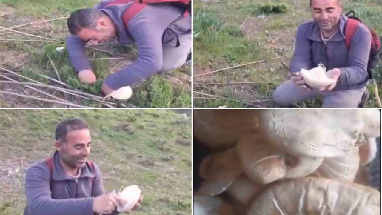 Bitlis’te ilkbaharla beraber dağ mantarı çıkmaya başladı