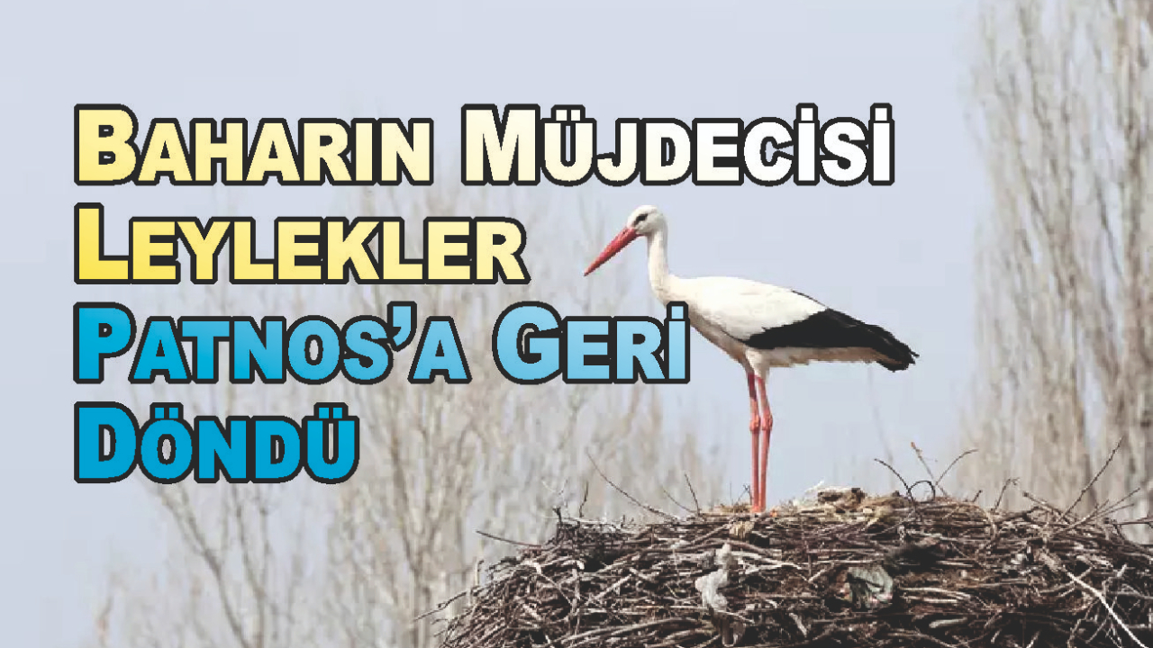 Baharın Müjdecisi Leylekler Patnos’a Geri Döndü