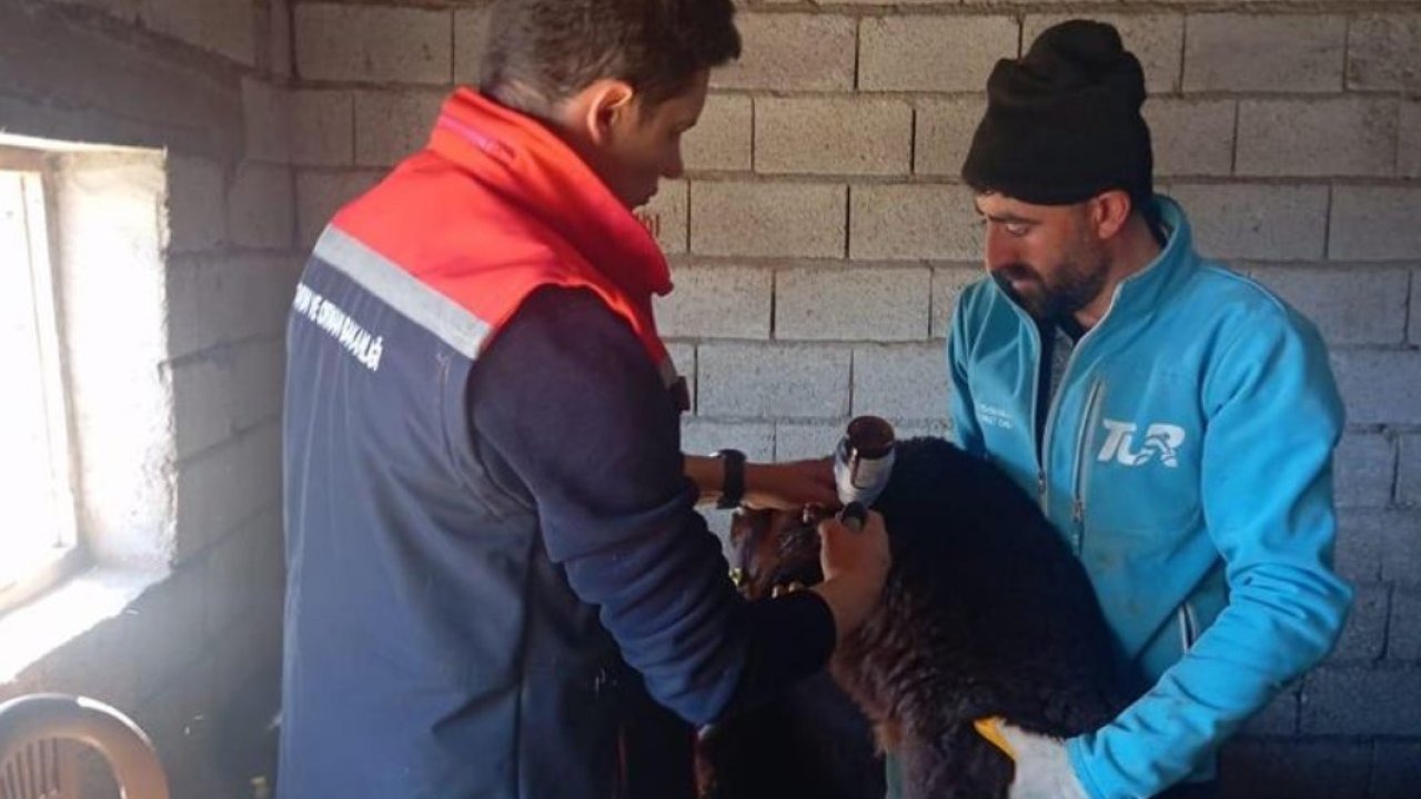 Veterinerler aşılama ve küpeleme işlemine devam ediyor