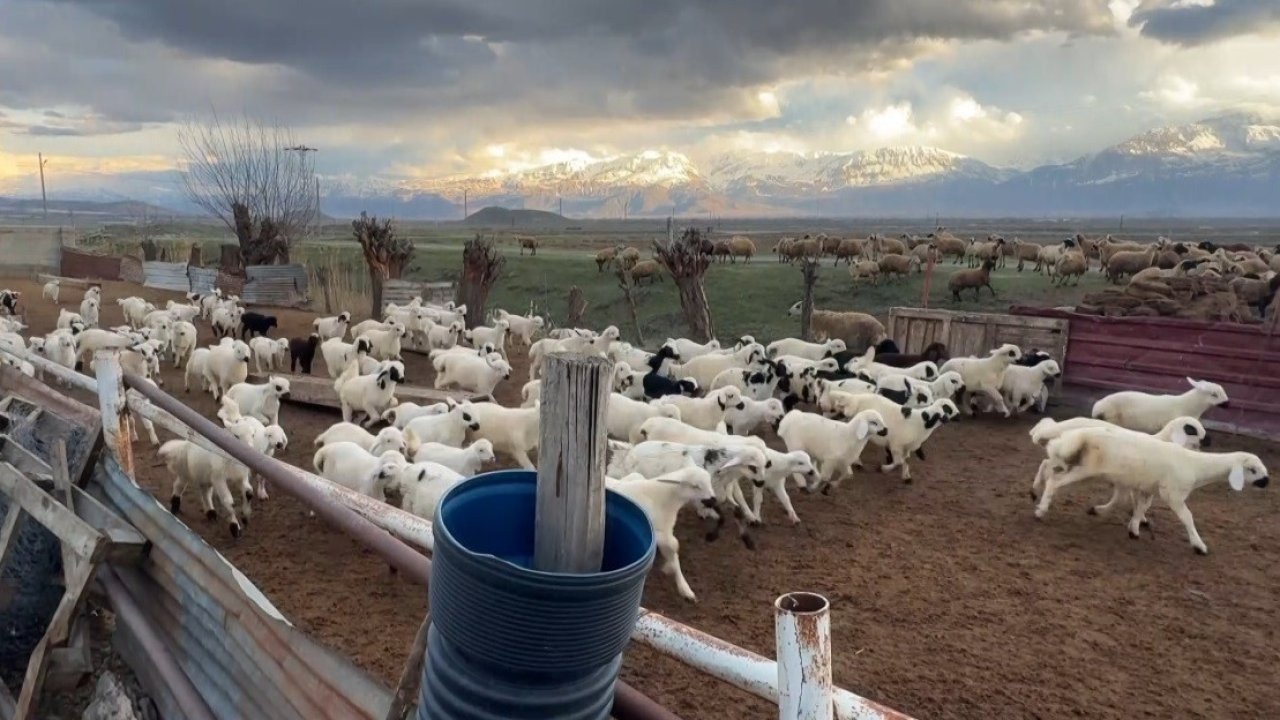 Koyun ve kuzuların buluşması dronla kayıt altına alındı