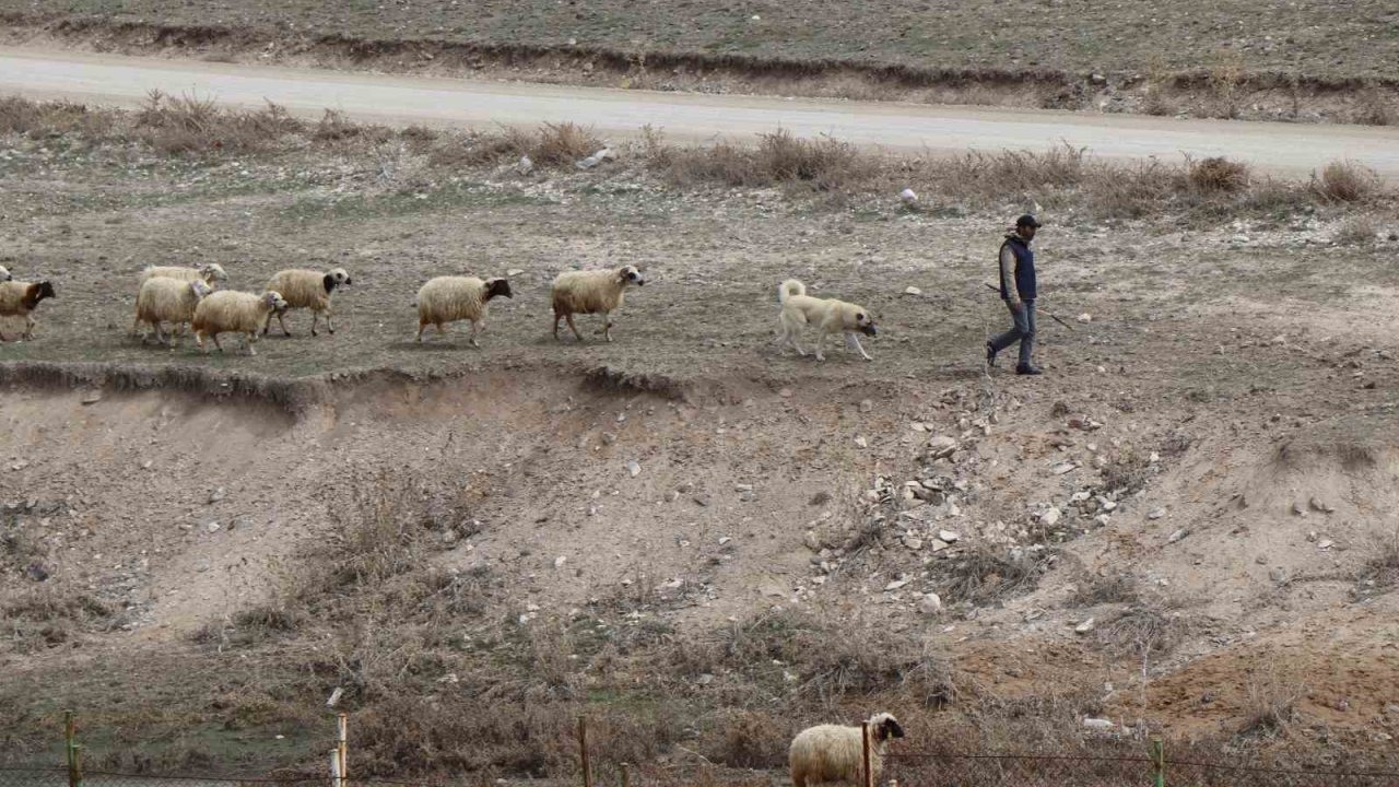 Baharın gelişiyle Diyadin’de koyunlar yeniden yola koyuldu