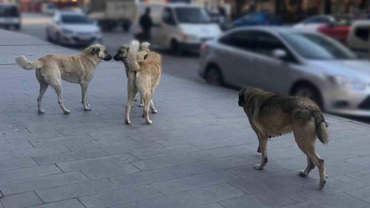 Başıboş köpekler tehlike saçıyor