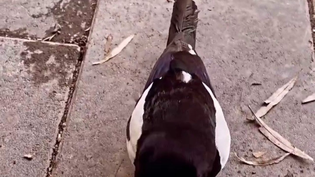 Saksağan ile ilçe esnafının renkli görüntüleri ilgi gördü
