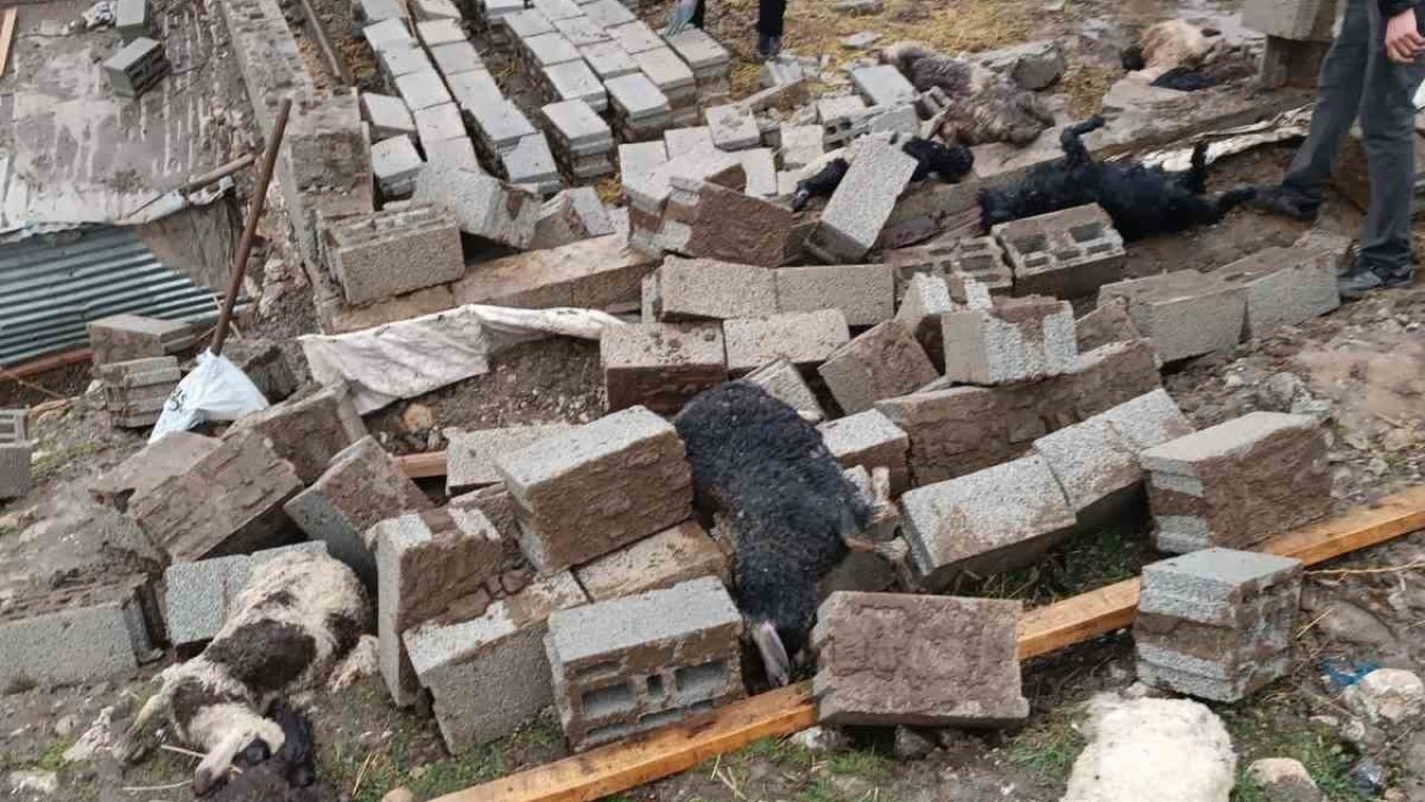 Hakkari’de ahır çöktü: 25 küçükbaş hayvan telef oldu