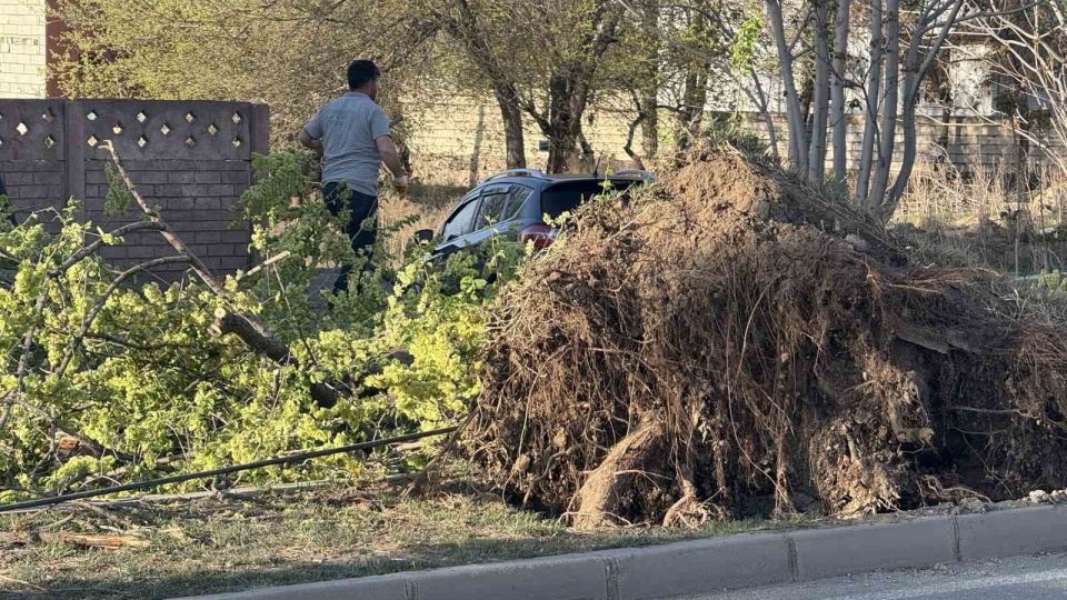 Seyir halindeki aracın üzerine ağaç devrildi, sürücü yaralandı