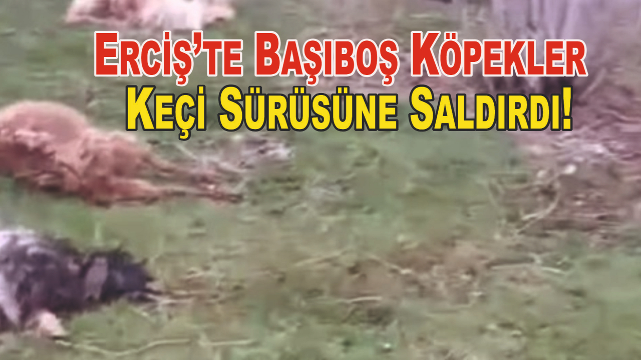 Erciş’te Başıboş Köpekler Keçi Sürüsüne Saldırdı, 10 Keçi Telef Oldu