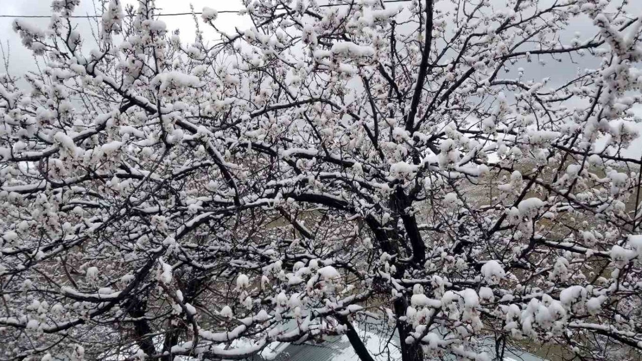 Erzincan’da çiçek açan meyve ağaçlarını don vurdu