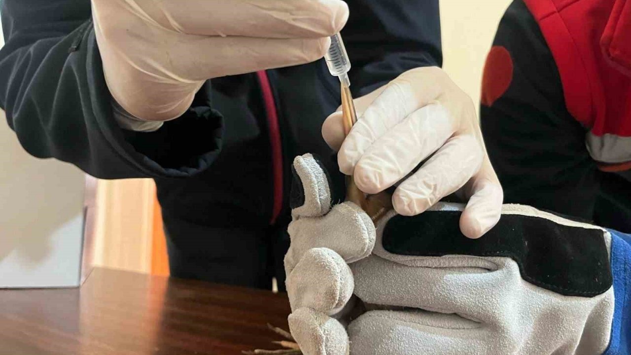 Balaban kuşuna uzanan şefkat eli