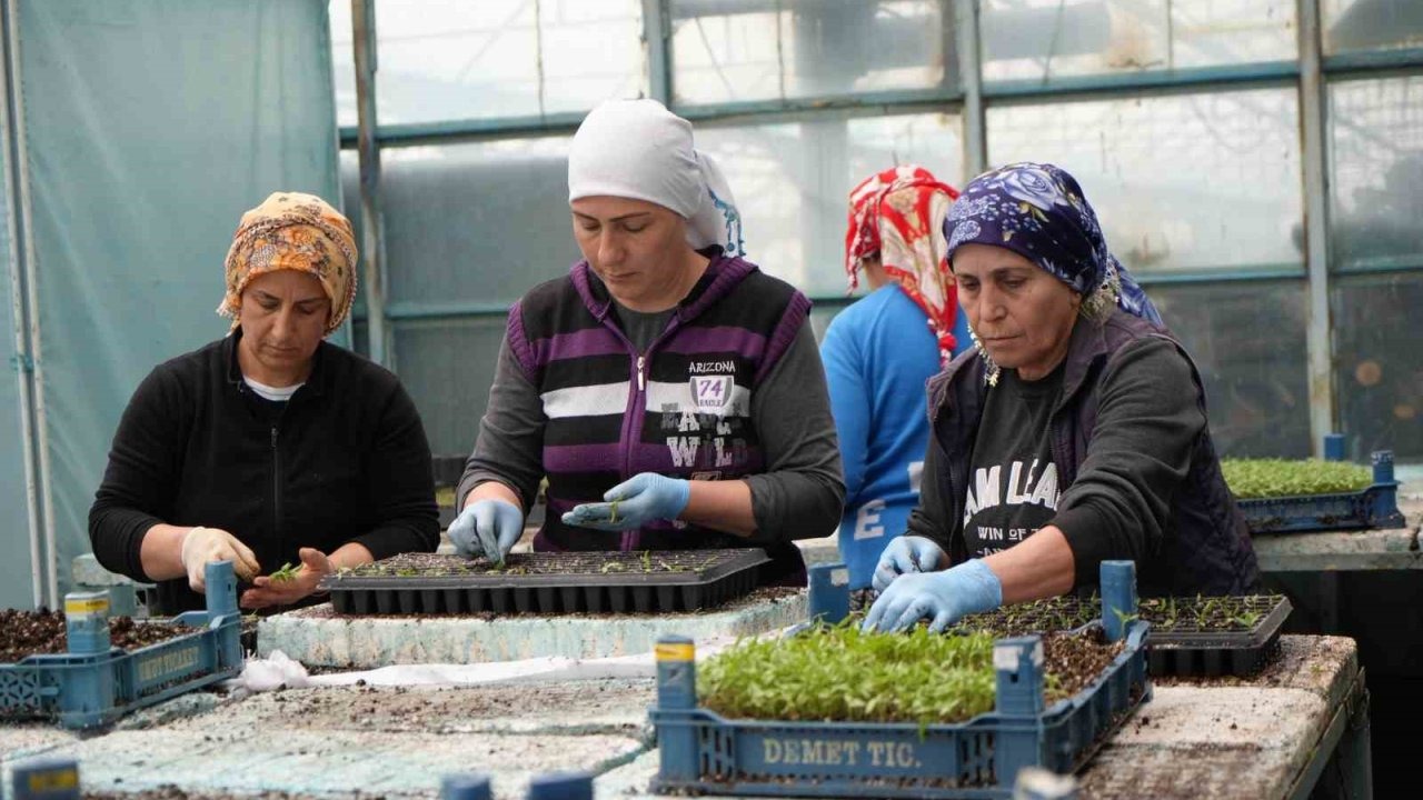 Milyonlarca sebze fidesi Erzincan seralarında büyüyor