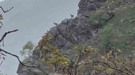 Hakkari'de dağ keçileri yağmur altında gezerken görüntülendi