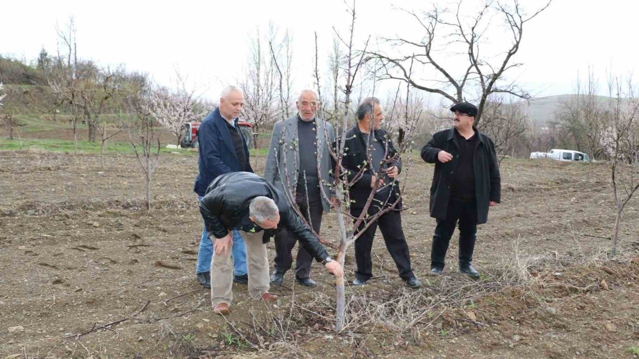 Aç kalan tavşanlar fidanları kemirdi