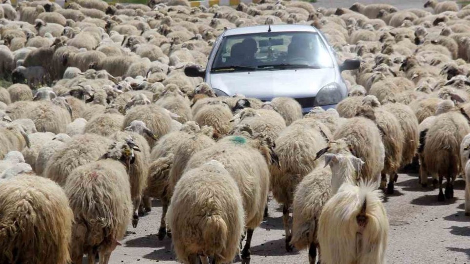 Erzincan'da kışı atlatan besicileri yüksek maliyetli çoban telaşı sardı