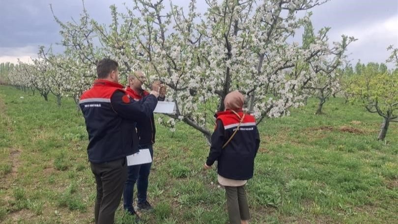 Meyve verimini artırmak için kurulan tuzaklarla ağaçlar korunuyor