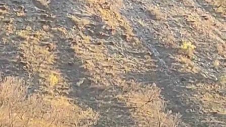 Hakkari'de domuz sürüsü görüntülendi