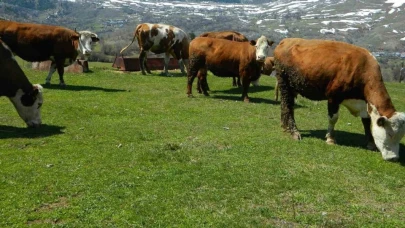 Ardahan'ın Posof ilçesinde bahar sevinci