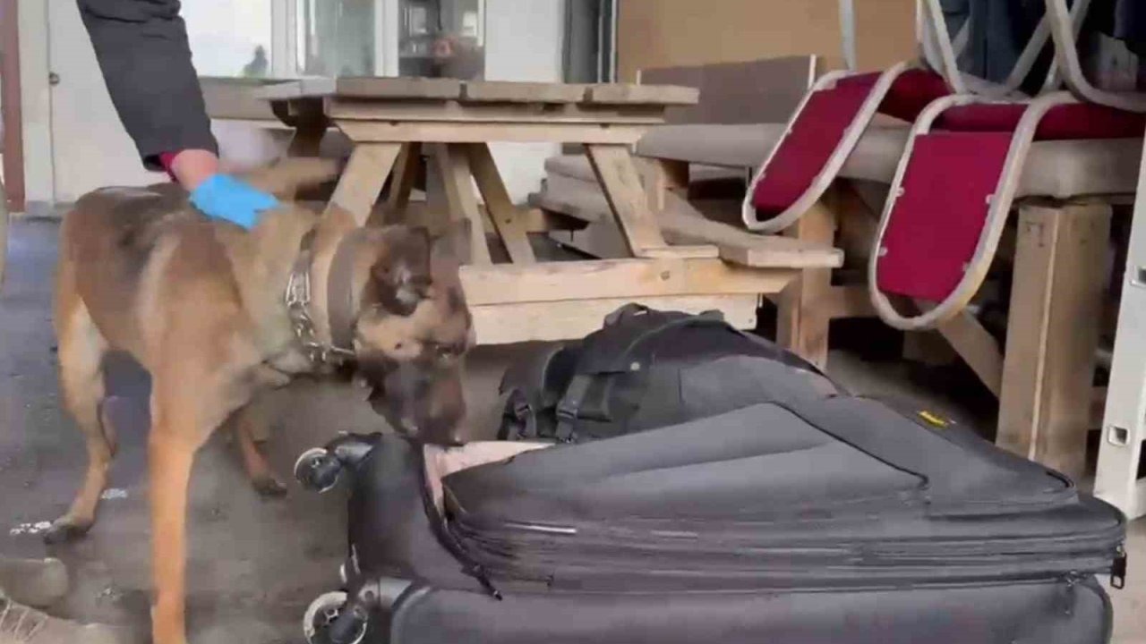 Köpek Hera uyuşturucuya geçit vermedi