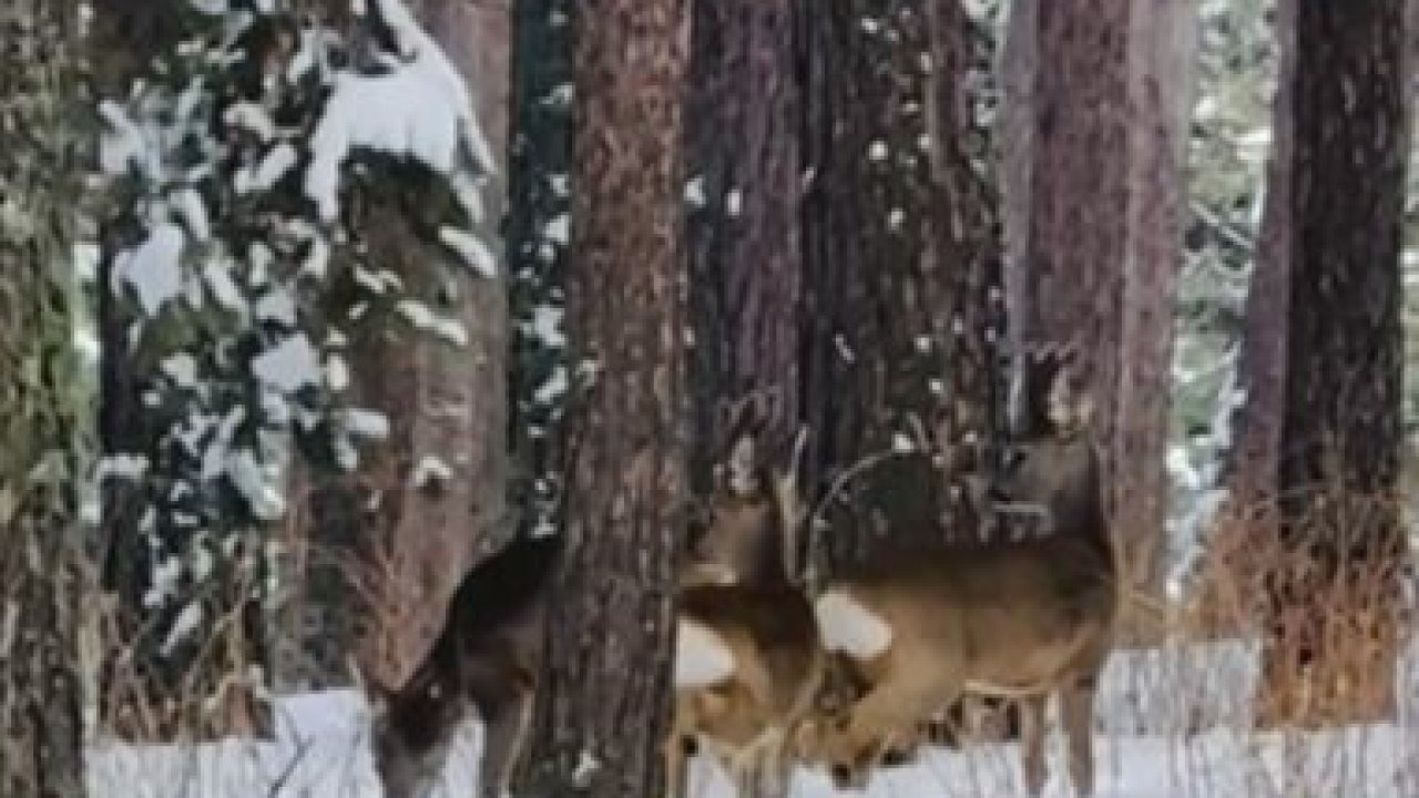 Karacalar Ardahan'da görüntülendi