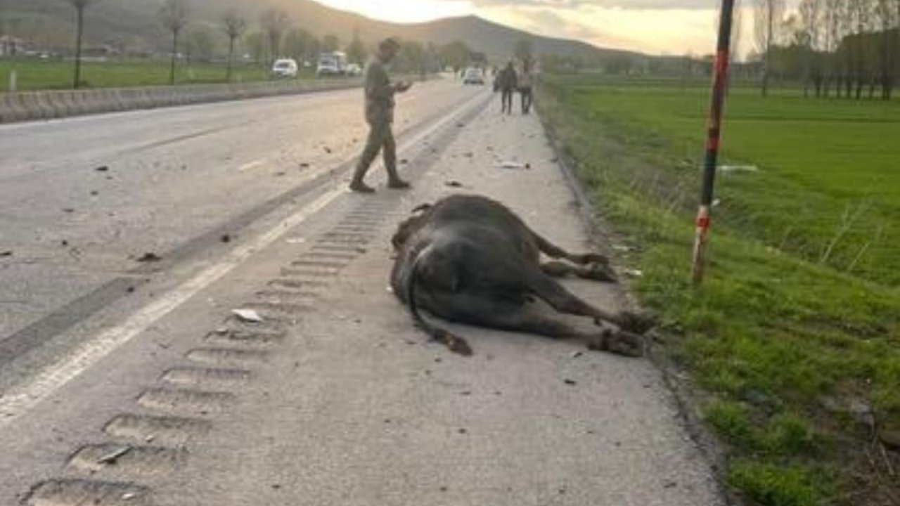 Otomobil hayvana çarptı: 1 yaralı