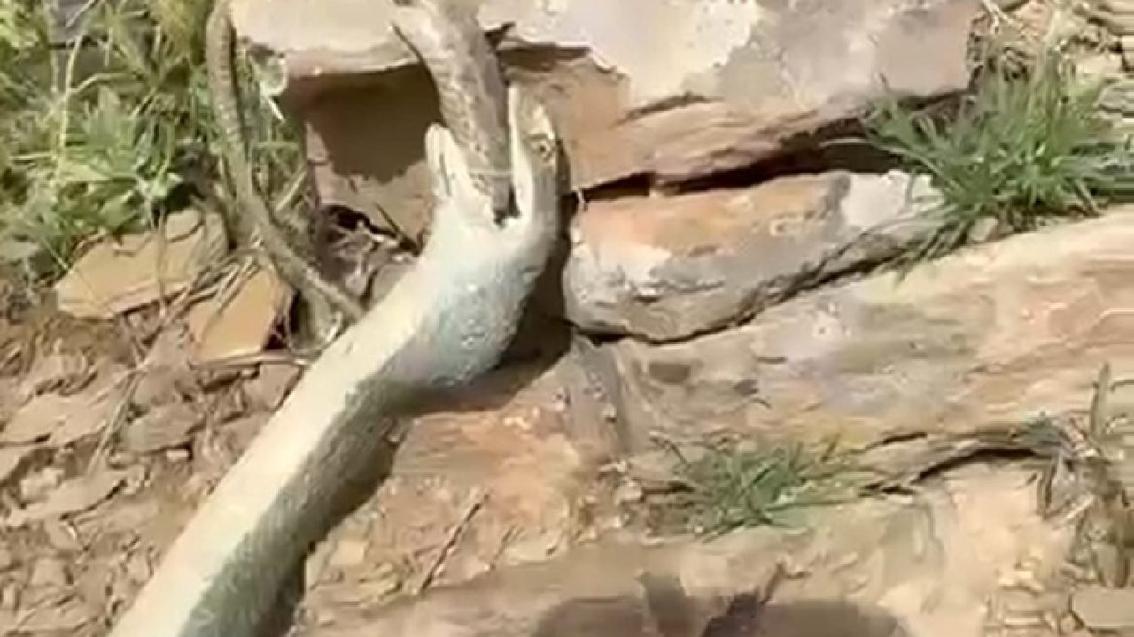 Yılan başka yılanı yerken görüntülendi