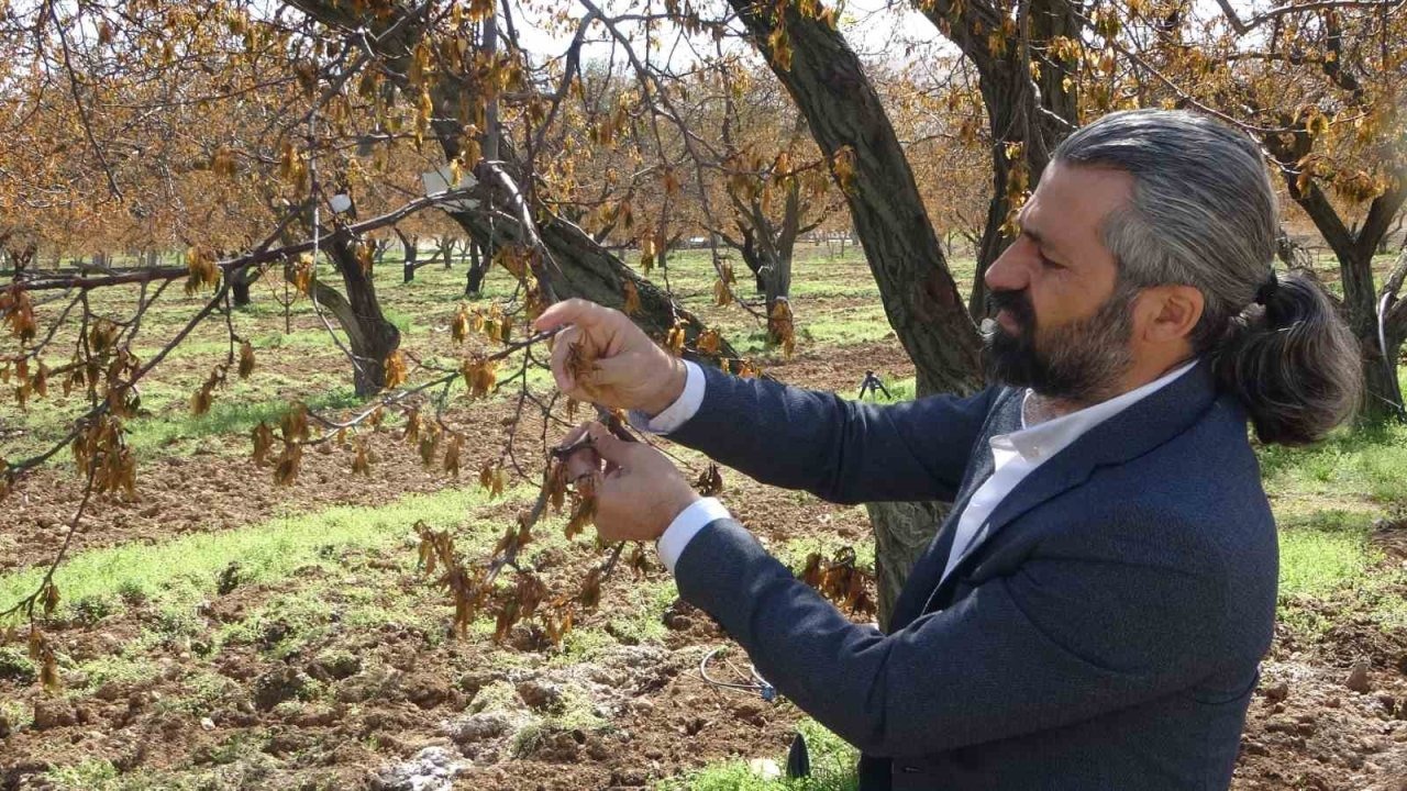 Zirai dondan etkilenen ağaçlar için ne yapmalı...