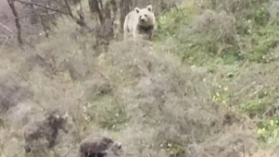 Ardahan’da boz ayı yavrularıyla görüntülendi