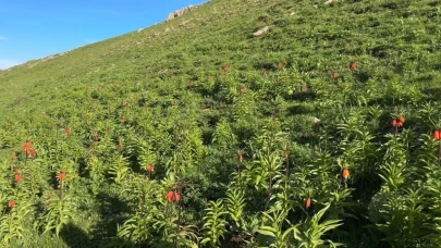 20 günlük ömrü olan ters lalelere zarar verildi