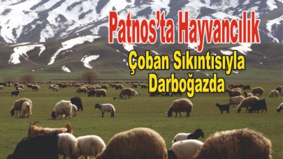 Patnos’ta Hayvancılık Çoban Sıkıntısıyla Darboğazda