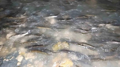 Van Gölü’nün Değeri İnci Kefali İçin Koruma Çalışmaları Başladı